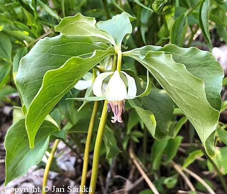 Trillium cernuum, nuokkukolmilehti